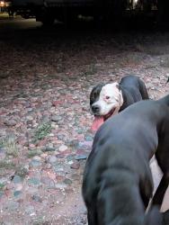 Found/Stray Female Dog last seen Grant & Silverbell, Tucson, AZ 85745