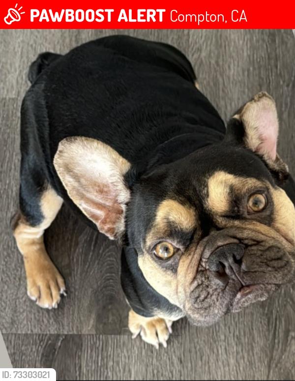 Lost Female Dog last seen Roscrans and Santafe, Compton, CA 90221