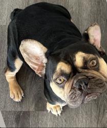 Lost Female Dog last seen Roscrans and Santafe, Compton, CA 90221