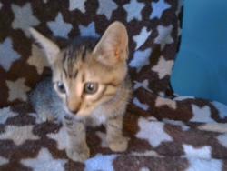Shelter Stray Female Cat last seen , 4275 Elton St, Baldwin Park, CA 91706, USA