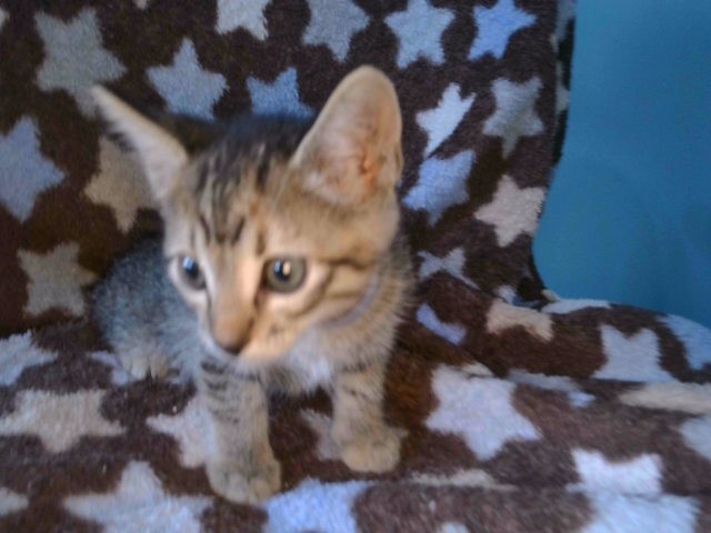 Shelter Stray Female Cat last seen , 4275 Elton St, Baldwin Park, CA 91706, USA