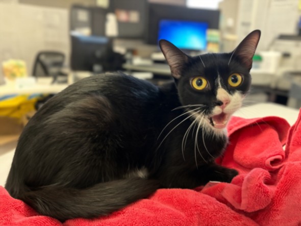 Shelter Stray Female Cat last seen , 957 N Gaffey St, San Pedro, CA 90731, USA