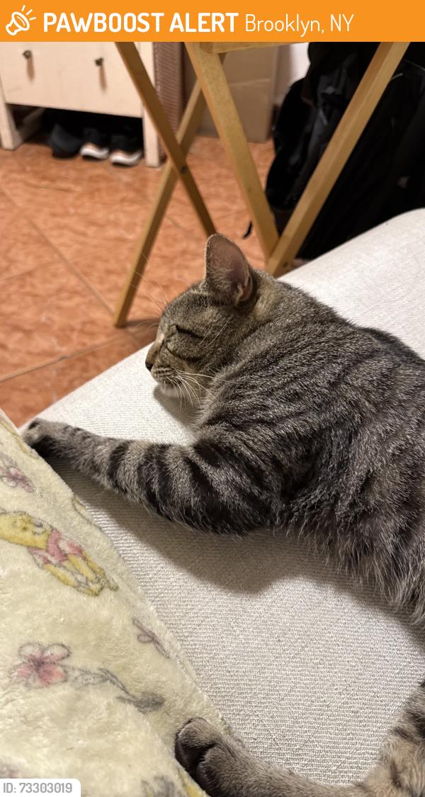 Found/Stray Male Cat last seen Next to PS.94 and CityFresh Supermarket, Brooklyn, NY 11220