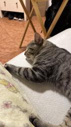 Found/Stray Male Cat last seen Next to PS.94 and CityFresh Supermarket, Brooklyn, NY 11220