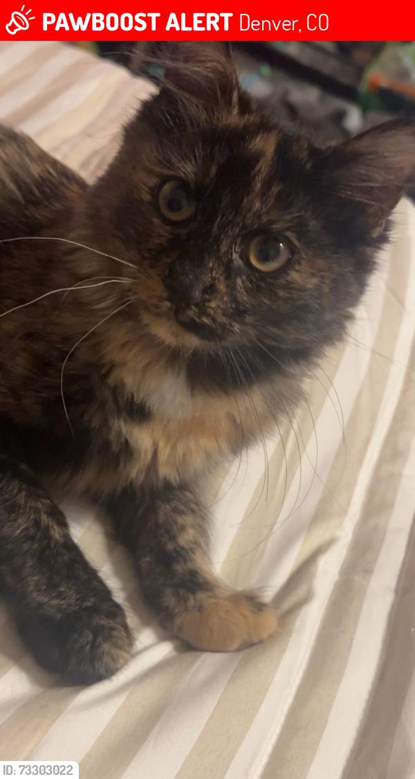 Lost Female Cat last seen Near s bellaire st, Denver, CO 80246