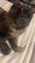 Lost Female Cat last seen Near s bellaire st, Denver, CO 80246