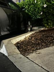 Found/Stray Unknown Cat last seen UCA apmt Homes, Fullerton, CA 92831
