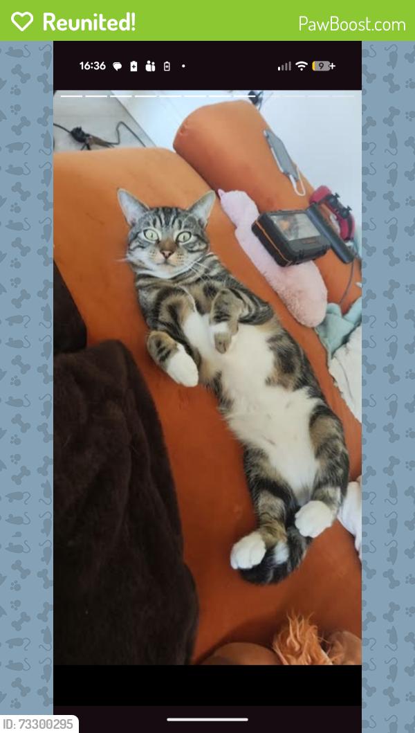 Reunited Male Cat last seen Homestall Road near the Strand, Merseyside, England 