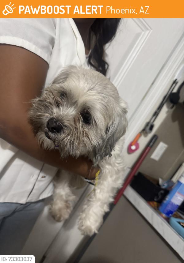 Found/Stray Unknown Dog last seen Paradise Lane, Phoenix, AZ 85032