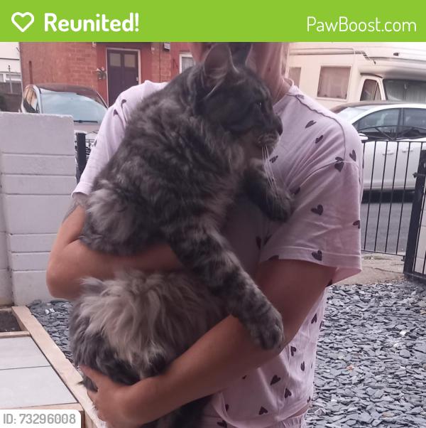 Reunited Male Cat last seen Torrington avenue knowle, Bristol City, England BS4 1EQ