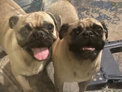 Found/Stray Unknown Dog last seen Thomas and 43 Ave, Phoenix, AZ 85031