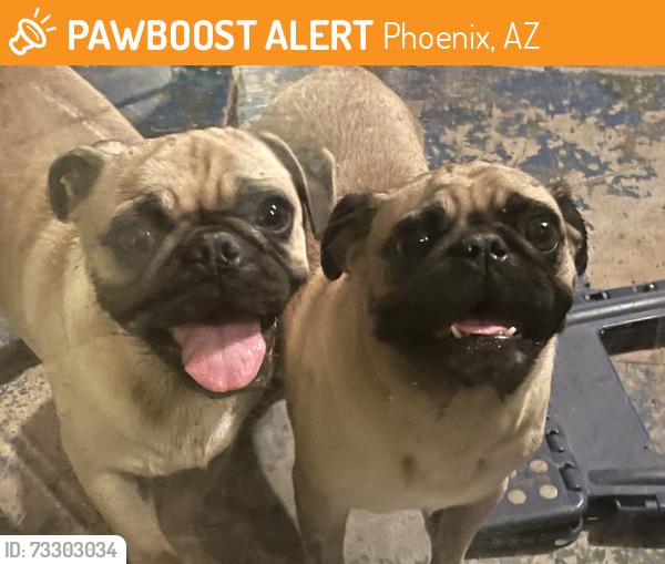Found/Stray Unknown Dog last seen Thomas and 43 Ave, Phoenix, AZ 85031