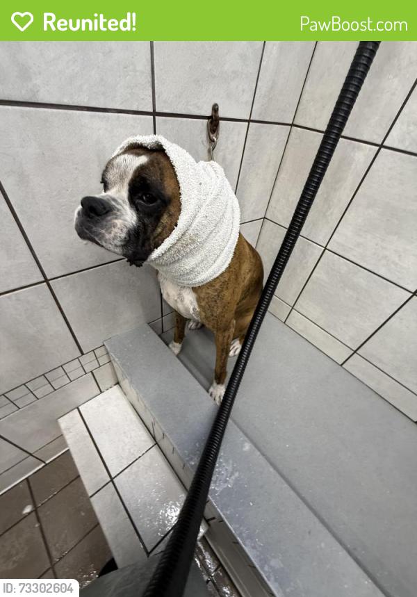 Reunited Male Dog last seen Pinewilde dr houston texas, Houston, TX 77066