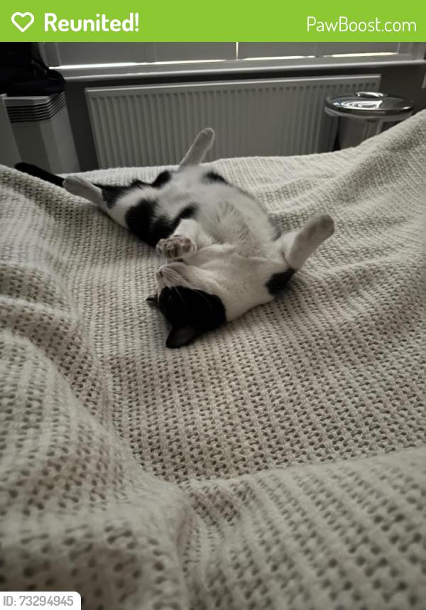 Reunited Female Cat last seen Abbey road, Greater London, England NW8 0QJ
