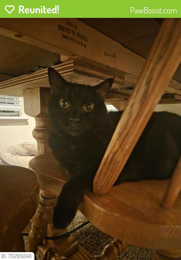 Reunited Female Cat last seen Diamond Plum Circle, Virginia Beach, VA 23452