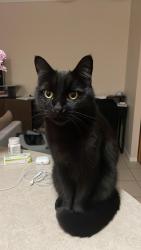 Lost Male Cat last seen Tc Beirne park, jumped the fence into the garden of the huge hse on the corner, Hendra, QLD 4011