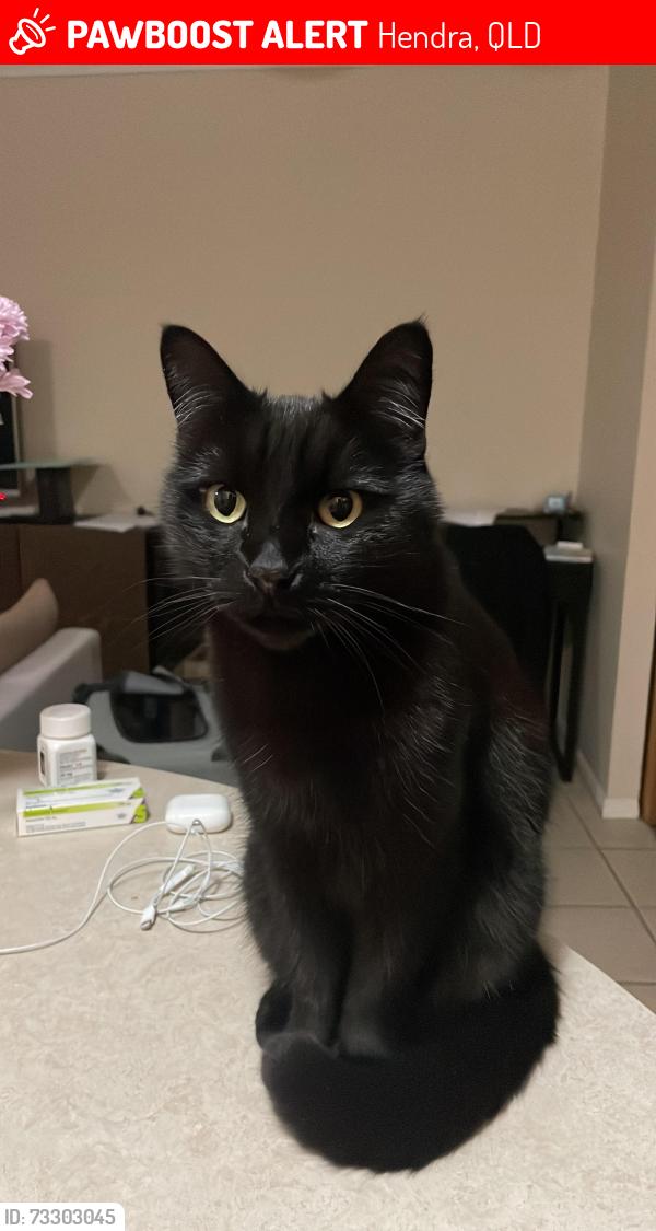 Lost Male Cat last seen Tc Beirne park, jumped the fence into the garden of the huge hse on the corner, Hendra, QLD 4011