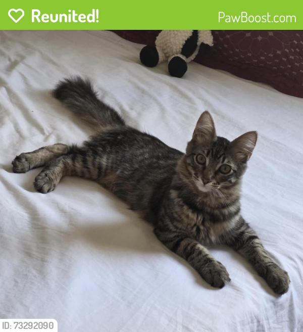 Reunited Male Cat last seen Euclid and ball, Anaheim, CA 92804