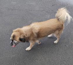 Found/Stray Unknown Dog last seen Near S. Nellis Blvd, Sunrise Manor, NV 89122