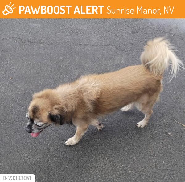 Found/Stray Unknown Dog last seen Near S. Nellis Blvd, Sunrise Manor, NV 89122