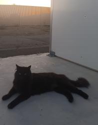 Lost Male Cat last seen Walmart Florin Road, Sacramento, CA 95823
