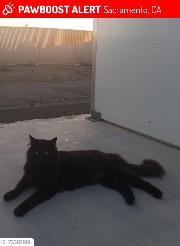 Lost Male Cat last seen Walmart Florin Road, Sacramento, CA 95823