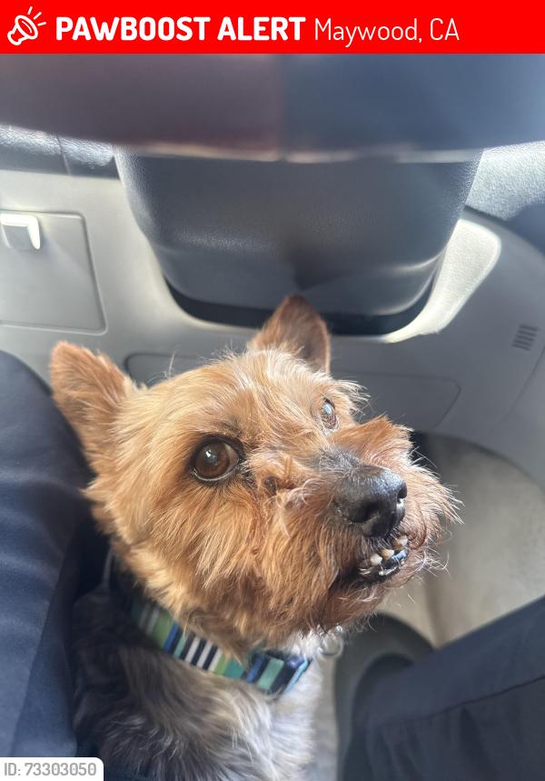 Lost Male Dog last seen Maywood, Maywood, CA 90270