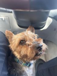 Lost Male Dog last seen Maywood, Maywood, CA 90270