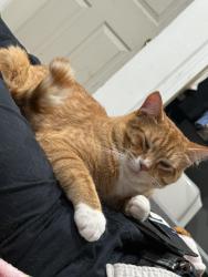 Lost Male Cat last seen Campagnone common, Lawrence, MA 01840