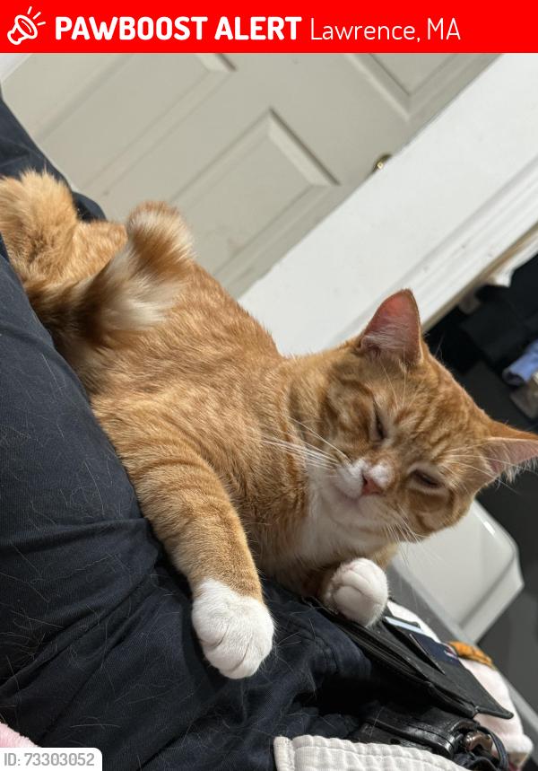 Lost Male Cat last seen Campagnone common, Lawrence, MA 01840