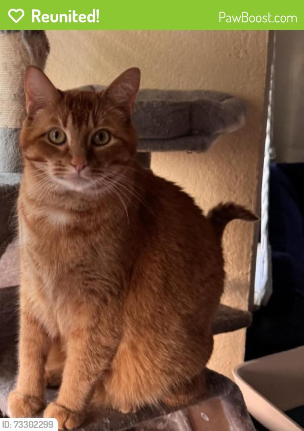 Reunited Male Cat last seen Brann St or Foothill Blvd., Oakland, CA 94605