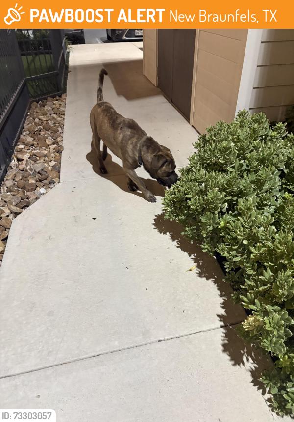 Found/Stray Male Dog last seen The Linden apmts, New Braunfels, TX 78130