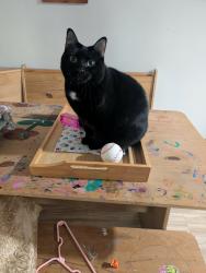 Lost Female Cat last seen Near Oaks Senior Living at Post Rd and Hwy 20, Cumming, GA 30040