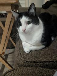 Lost Male Cat last seen Near Oaks Senior Living at Post Road & Hwy 20, Cumming, GA 30040