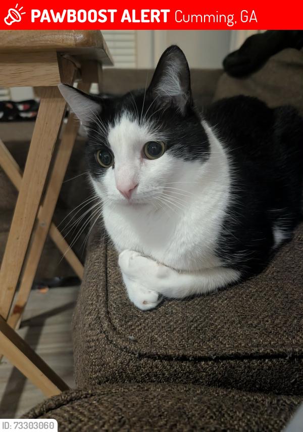 Lost Male Cat last seen Near Oaks Senior Living at Post Road & Hwy 20, Cumming, GA 30040