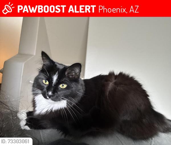 Lost Female Cat last seen Near W Piccadilly Rd 85037 United States, Phoenix, AZ 85037