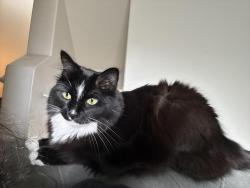 Lost Female Cat last seen Near W Piccadilly Rd 85037 United States, Phoenix, AZ 85037