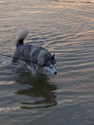 Lost Female Dog last seen dan river highschool, Keeling, VA 24566