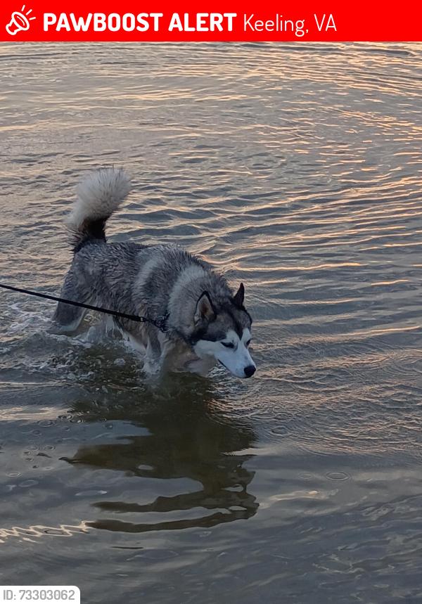 Lost Female Dog last seen dan river highschool, Keeling, VA 24566