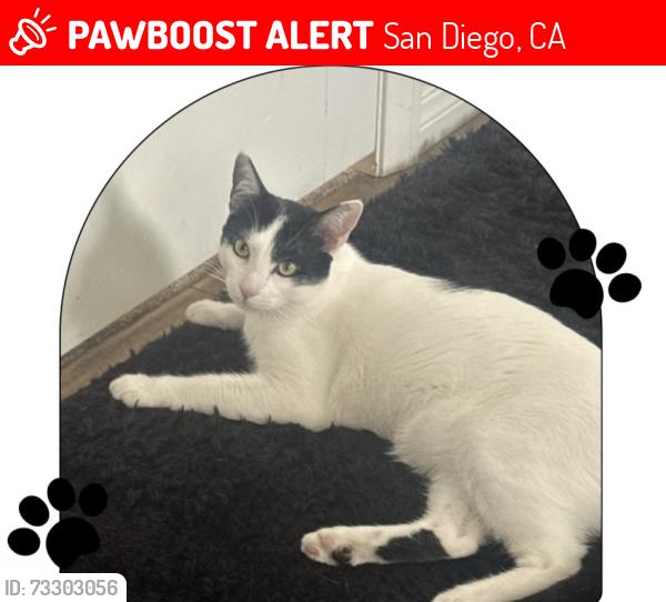 Lost Male Cat last seen La Jolla Rancho RoF, San Diego, CA 92037