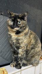 Lost Female Cat last seen 25th Ave, between Kirkham and Lawton, San Francisco, CA 94122