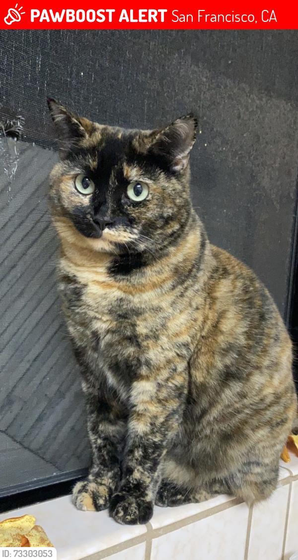 Lost Female Cat last seen 25th Ave, between Kirkham and Lawton, San Francisco, CA 94122