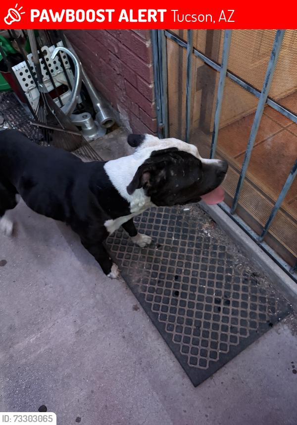 Lost Male Dog last seen Grant and silverbell across from slice n ice, Tucson, AZ 85745