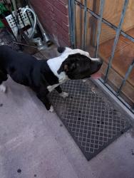 Lost Male Dog last seen Grant and silverbell across from slice n ice, Tucson, AZ 85745