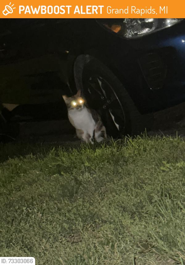 Found/Stray Unknown Cat last seen Gold ave nw, Grand Rapids, MI 49504