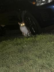 Found/Stray Unknown Cat last seen Gold ave nw, Grand Rapids, MI 49504
