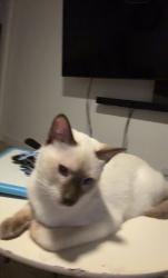 Reunited Male Cat last seen Calle Jazmin, Thousand Oaks, CA 91360