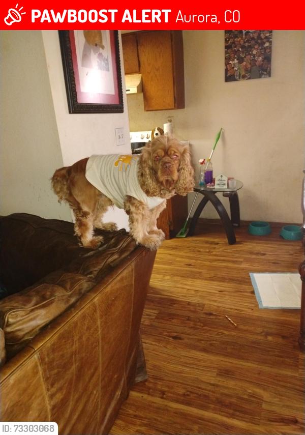 Lost Male Dog last seen Sable and Colfax, Aurora, CO 80011