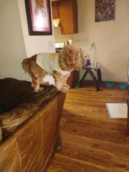 Lost Male Dog last seen Sable and Colfax, Aurora, CO 80011