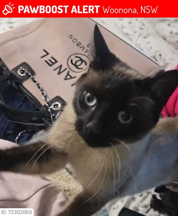 Lost Female Cat last seen She was taken by staff at the motel. They won't disclose her location., Woonona, NSW 2517